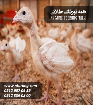 جوجه بوقلمون بیوتی یک ماهه